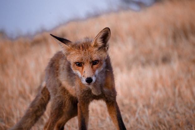 Foto spanischer fuchs (vulpes vulpes)