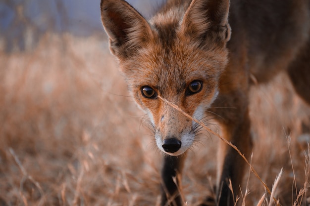 Spanischer Fuchs (Vulpes vulpes)