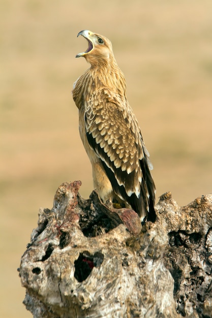 Spanischer Kaiseradler. Aquila adalberti