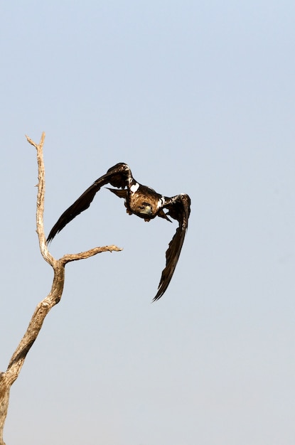 Spanischer Kaiseradler fliegt in der Natur