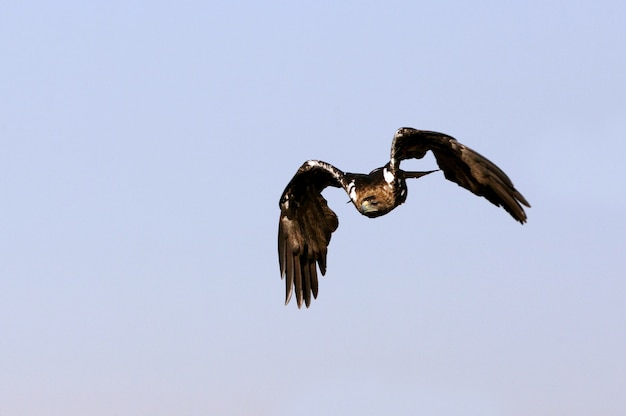 Spanischer Kaiseradler fliegt in der Natur