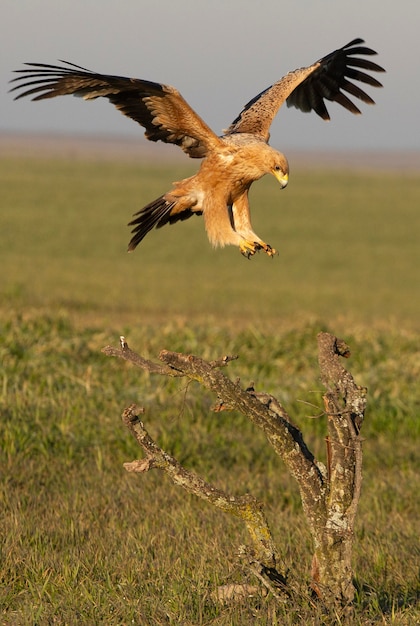 Spanischer Kaiseradler fliegt mit den ersten Sonnenstrahlen an einem kalten Wintertag