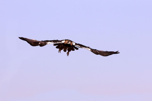 Spanischer Kaiseradler fünf Jahre altes weibliches Fliegen