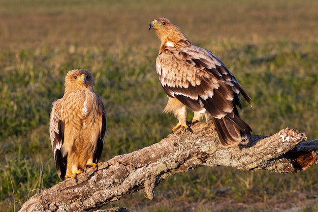 Spanischer Kaiseradler männlich und weiblich mit den ersten Sonnenstrahlen an einem kalten Wintertag