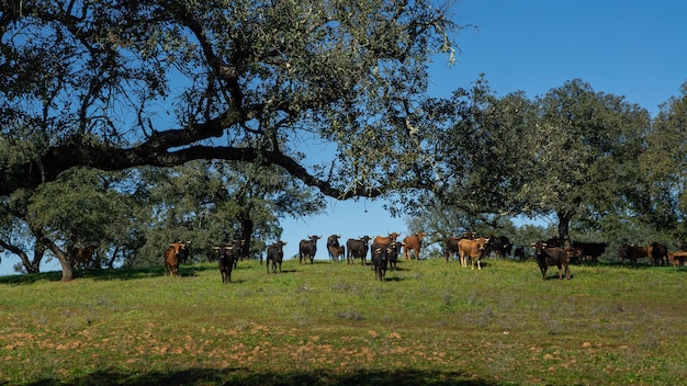 Spanischer Kampfstier auf den Weiden in der Nähe von Eichen von Dehesa Andalusien, Spanien. Große schwarze Stiere, die am schönen Sonnentag des Frühlings das Gras auf einer Wiese weiden lassen