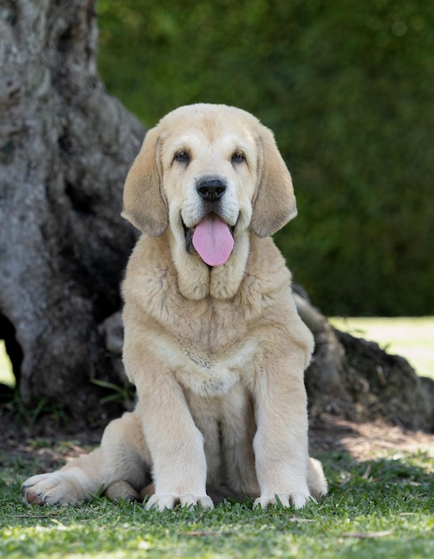 Spanischer Mastiff-Hündchen, der aufmerksam auf dem Gras sitzt