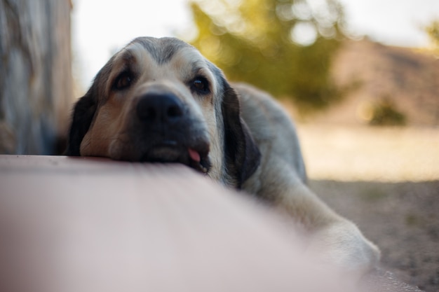 Spanischer Mastiff liegend