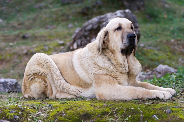 Spanischer reinrassiger Mastiff-Hund mit Cub-Farbmantel, der sich auf dem Gras hinlegt