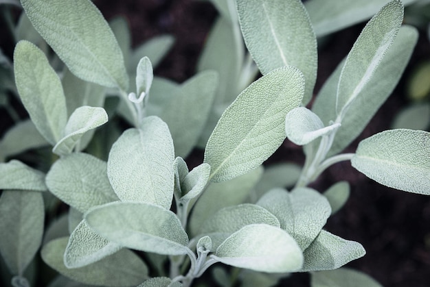 Spanischer Salbei wächst im Frühlingsgarten Salvia lavandulifolia Pflanzen Nahaufnahme