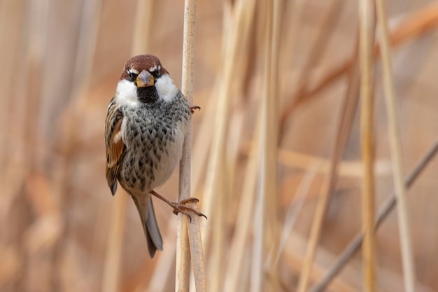 Spanischer Spatz Passer Hispaniolensis Malaga Spanien