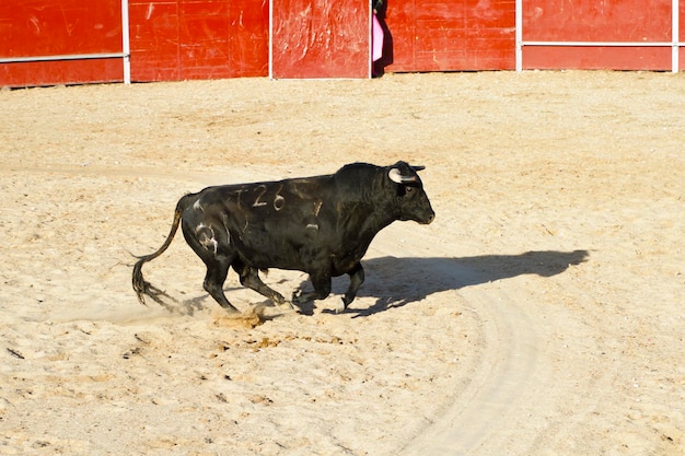 Spanischer Stier. Stierkampf. Tier von großer Stärke und Adel