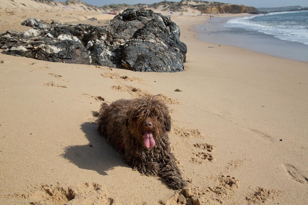 Spanischer Wasserhund am Strand von Carreiro da Fazenda, Vila Nova de Milfontes, Portugal