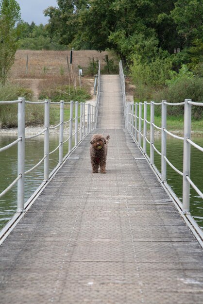 Spanischer Wasserhund mit Ball auf Gehwegbrücke, Spanien