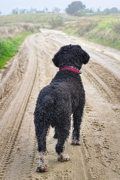 Spanischer Wasserhund, schwarz, mit Blick auf den Horizont an einem morgendlichen Nebelmorgen.