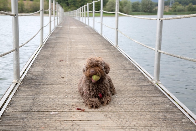 Spanischer Wasserhund sitzt auf Gehwegbrücke, Spanien