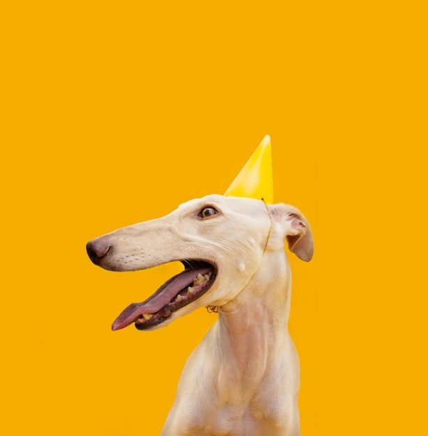 Spanischer Windhund feiert Geburtstagskarneval mit Partyhut isoliert auf gelbem Hintergrund
