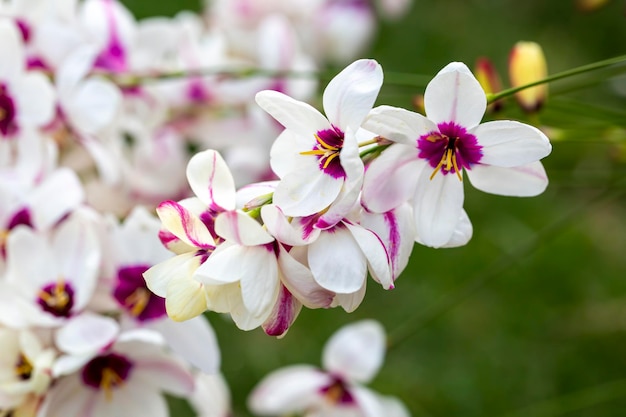 Sparaxis, weiße Ixia, Harlekinblume, Zauberstabblume, Kornlilien