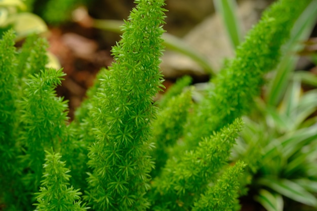 Spargel densiflorus ist eine äußerst vielseitige mehrjährige immergrüne Pflanze