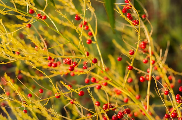 Spargel Officinalis auf dem Herbstgebiet