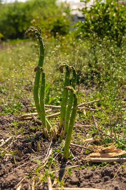 Spargel wächst im Garten. Selektiver Fokus