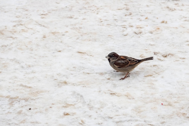 Sparrow va en la nieve con espacio de copia