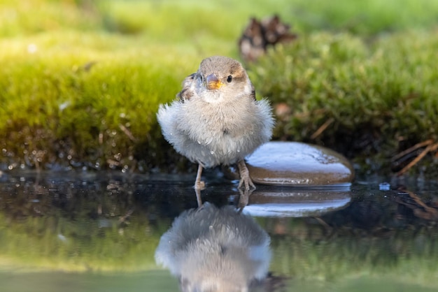 Sparrow Passer domesticus ein schöner Spatz in einer natürlichen Umgebung