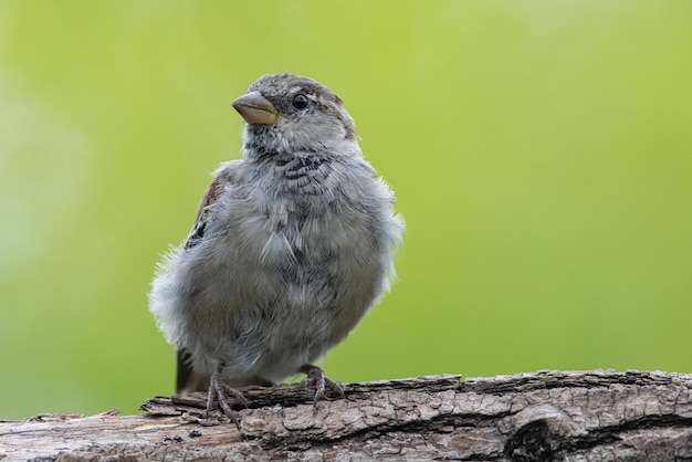 Sparrow Passer domesticus un hermoso gorrión en un entorno natural