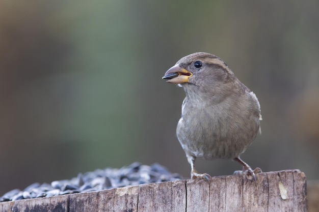 Sparrow Passer domesticus um lindo pardal em um ambiente natural