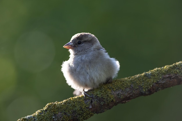 Sparrow Passer domesticus um lindo pardal em um ambiente natural