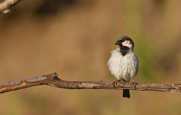 Sparrow Passer El pájaro se sienta en una rama sobre un fondo marrón