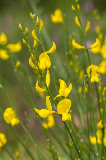 Spartium junceum é uma espécie arbustiva nativa do Mediterrâneo da família das leguminosas (Fabaceae).