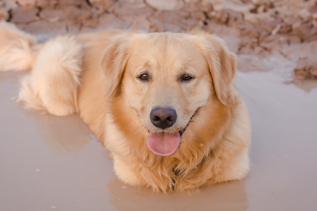 Spaßgolden retriever-Hund, der im Schlamm spielt