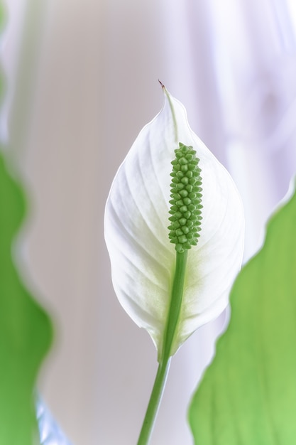 Spathiphyllum branco com folhas verdes em flor. flor de lírio da paz branco, spathiphyllum cannifoliu e luz solar formam o lado esquerdo, foco seletivo. raios solares. espaço de cópia