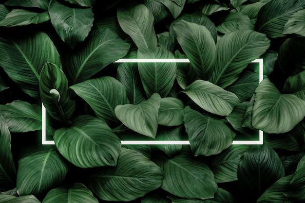 Spathiphyllum cannifolium conceito textura abstrata verde com fundo natural moldura branca