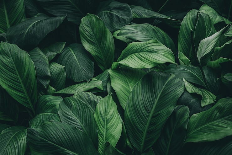Foto spathiphyllum cannifolium folhas textura verde escuro fundo natural folhagem tropical asiática