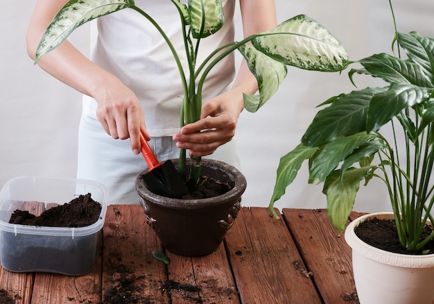 Spathiphyllum Crassula perfoliata Dieffenbachia maculata Conceito de floricultura