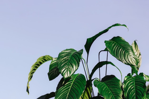 Foto spathiphyllum em um vaso de flores contra o céu em um dia ensolarado. flores caseiras, close-up.