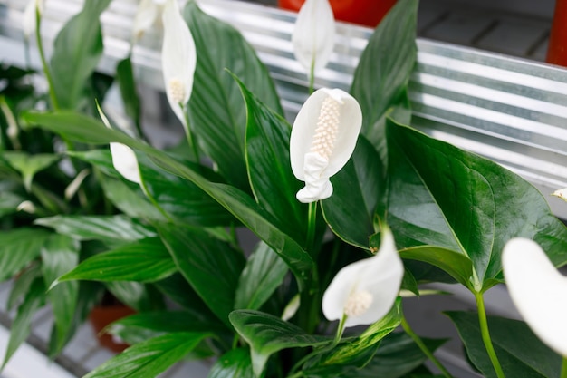 Spathiphyllum en un estante en un invernadero de flores