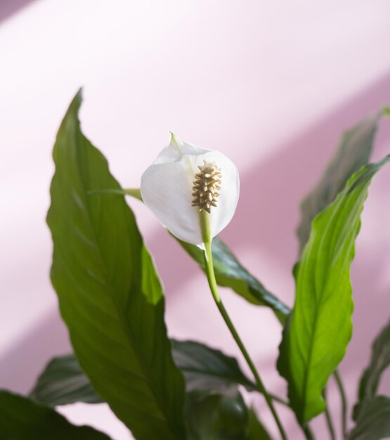 Spathiphyllum flor blanca y hoja verde sobre fondo rosa tierno closeup