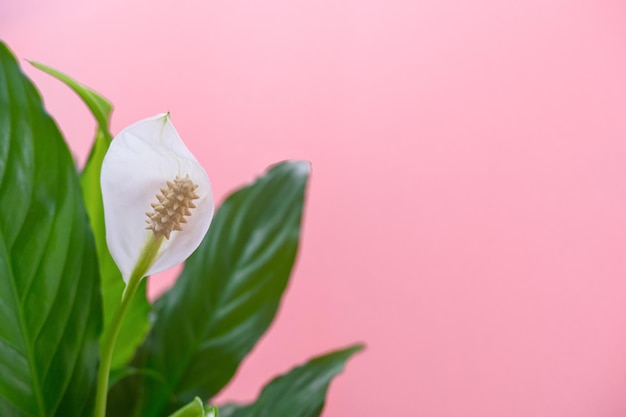 Spathiphyllum flor blanca y hoja verde sobre fondo rosa tierno closeup