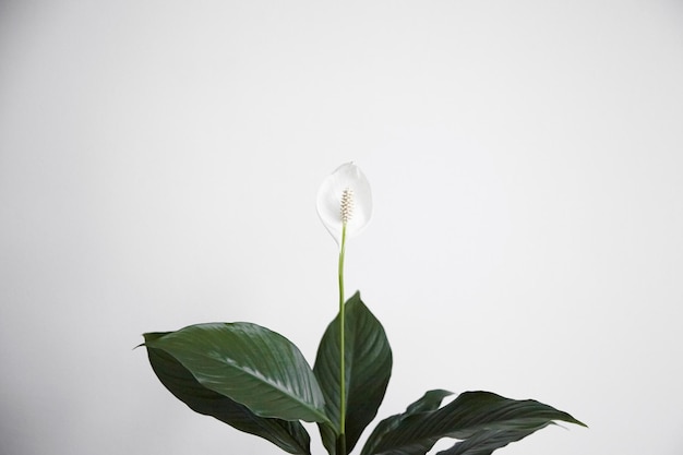 Spathiphyllum flor blanca planta de interior popular