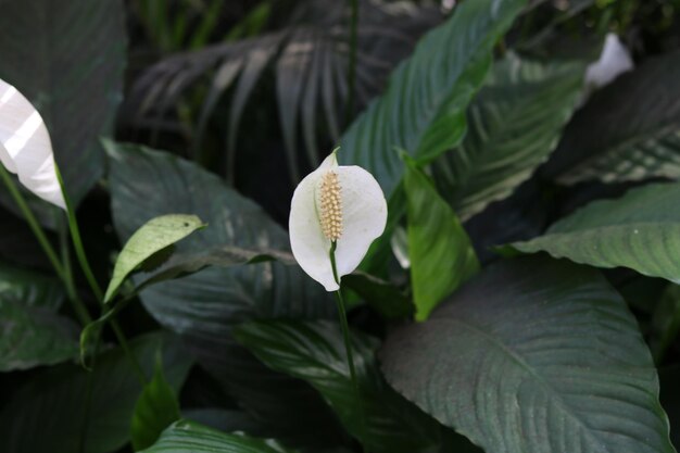 Spathiphyllum kochii o planta de lirio de paz con fondo borroso. Hermoso fondo de pantalla natural