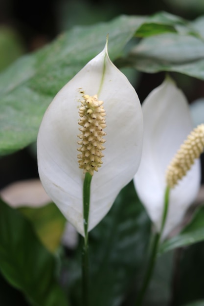 Spathiphyllum kochii ou planta de lírio da paz com fundo desfocado. lindo papel de parede natural