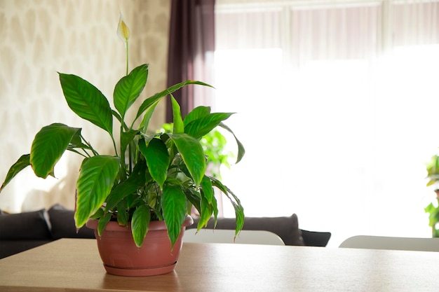 Spathiphyllum no interior da casa