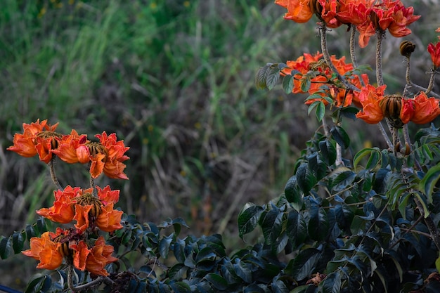 Spathodea campanulata o arbol de flores naranjas