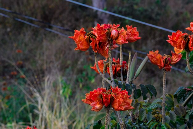 Spathodea campanulata o arbol de flores naranjas