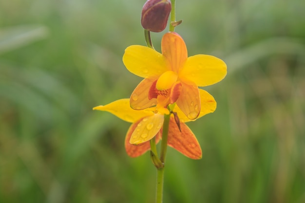 Spathoglottis lobbii Lindl flor