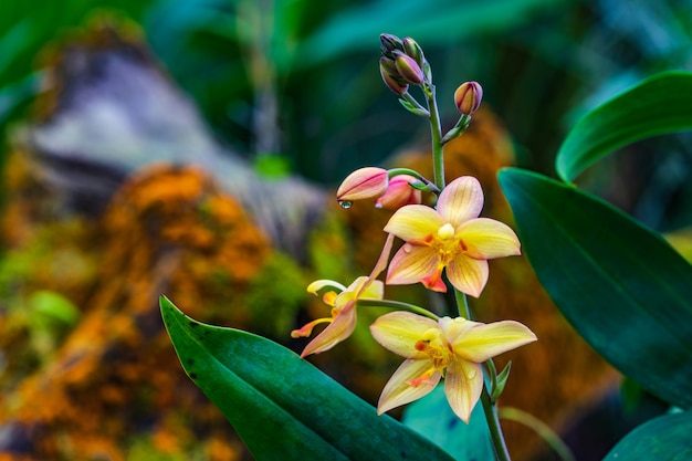 Spathoglottis plicata Blume, bela flor selvagem em chuvas.