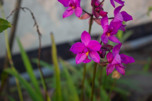 Foto spathoglottis plicata comúnmente conocida como la orquídea terrestre filipina o la gran orquídea púrpura