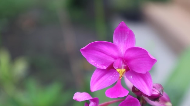 Spathoglottis plicata, diese Blume, die allgemein als philippinische Bodenorchidee bekannt ist, lila Blume.